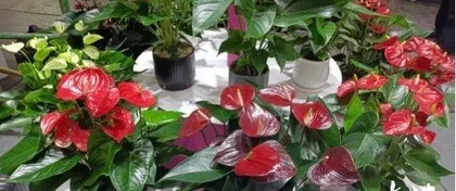 Anthurium Variety Recommendation - Choosing the Best Plant (Exploring the Characteristics, Care Techniques, and Environmental Adaptations of Anthurium) 3