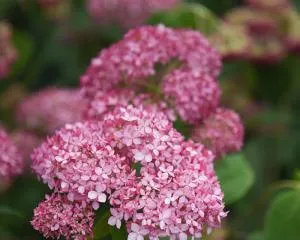 Types and Aesthetic Value of Arbor Flowers (Exploring the Cultivation and Appreciation of Arbor Flowers) 3