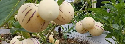 Cultivation Methods and Key Care Points for Ginseng Fruit (Understanding the Characteristics of Ginseng Fruit to Create a High-Yield, High-Quality Ginseng Orchard) 1