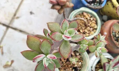 Old-stem Echeveria Home Cultivation Tips (From Growing Environment to Care Measures, Teaching You to Grow Old-stem Echeveria into a Large, Mature Plant)1
