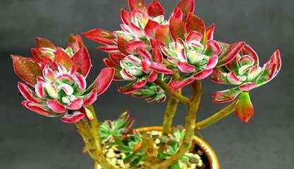 Old-stem Echeveria Home Cultivation Tips (From Growing Environment to Care Measures, Teaching You to Grow Old-stem Echeveria into a Large, Mature Plant)2