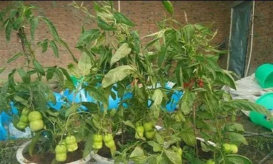 Cultivation Methods and Key Care Points for Ginseng Fruit (Understanding the Characteristics of Ginseng Fruit to Create a High-Yield, High-Quality Ginseng Orchard) 2