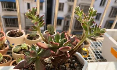 Old-stem Echeveria Home Cultivation Tips (From Growing Environment to Care Measures, Teaching You to Grow Old-stem Echeveria into a Large, Mature Plant)3