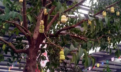 Cultivation Methods and Key Care Points for Ginseng Fruit (Understanding the Characteristics of Ginseng Fruit to Create a High-Yield, High-Quality Ginseng Orchard) 3