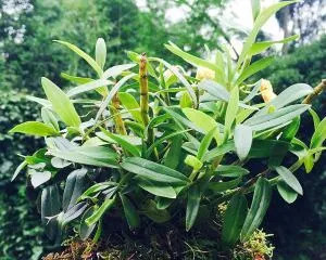 Care and Growth Techniques for Tree Stump Dendrobium (Pursuing Plant Aesthetics, Start with Tree Stump Dendrobium) 1