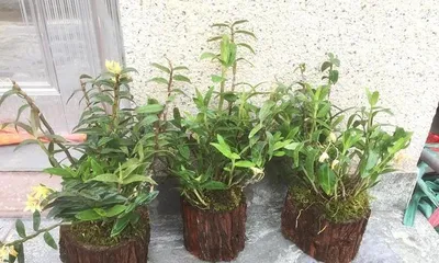 Care and Growth Techniques for Tree Stump Dendrobium (Pursuing Plant Aesthetics, Start with Tree Stump Dendrobium) 2