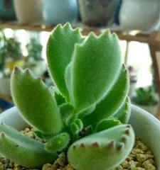 Selection and Care of Cotyledon tomentosa Potted Plants (Detailed Guide on Soil Care) 1
