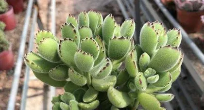Selection and Care of Cotyledon tomentosa Potted Plants (Detailed Guide on Soil Care) 2