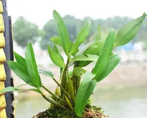 Care and Growth Techniques for Tree Stump Dendrobium (Pursuing Plant Aesthetics, Start with Tree Stump Dendrobium) 3