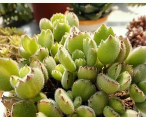 Selection and Care of Cotyledon tomentosa Potted Plants (Detailed Guide on Soil Care) 3