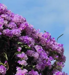 蒜香藤养护与开花全攻略(几年才能开花?掌握这些技巧,让蒜香藤早日开花绽放)1