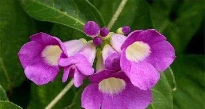 蒜香藤养护与开花全攻略(几年才能开花?掌握这些技巧,让蒜香藤早日开花绽放)2