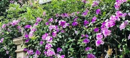 蒜香藤养护与开花全攻略(几年才能开花?掌握这些技巧,让蒜香藤早日开花绽放)3