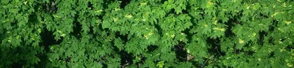 Maple Tree, an Important Representative of Angiosperms (Exploring the Classification and Characteristics of Maple Trees) 1