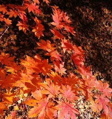 Maple Tree, an Important Representative of Angiosperms (Exploring the Classification and Characteristics of Maple Trees) 2