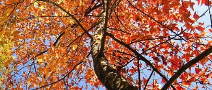 Maple Tree, an Important Representative of Angiosperms (Exploring the Classification and Characteristics of Maple Trees) 3