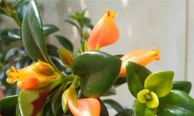 How to Care for Goldfish Plant? How to Make It Thrive? 1