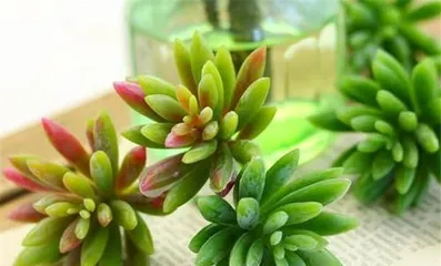 How to properly repot and care for your plants? How to make your plants healthier and longer-lived?1