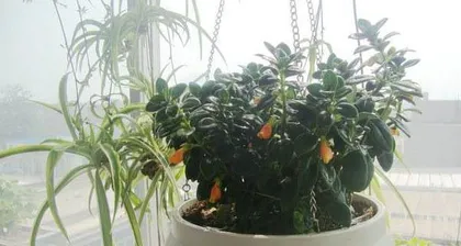 How to Care for Goldfish Plant? How to Make It Thrive? 2