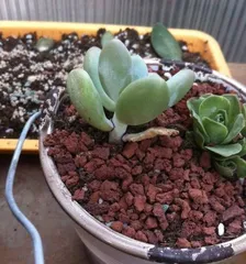 How to properly repot and care for your plants? How to make your plants healthier and longer-lived?2