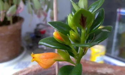 How to Care for Goldfish Plant? How to Make It Thrive? 3