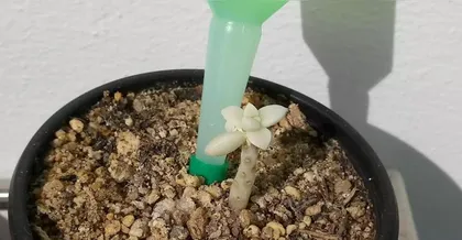 How to properly repot and care for your plants? How to make your plants healthier and longer-lived?3