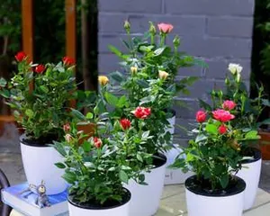 Colorful Little Flowers, Delicate Care (Colorful Little Flowers, Delicate Care) 1