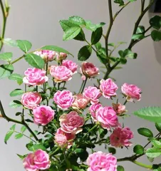 Colorful Little Flowers, Delicate Care (Colorful Little Flowers, Delicate Care) 2