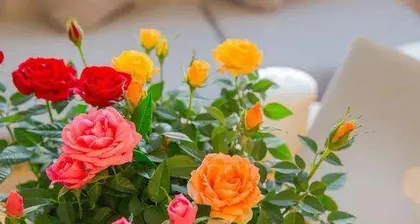 Colorful Little Flowers, Delicate Care (Colorful Little Flowers, Delicate Care) 3