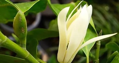 白兰花怎么养护开花多（白兰花种植技巧分享，让你家的白兰花开出最美的花朵）1