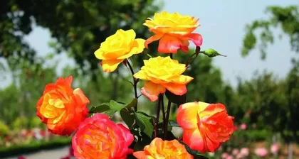 金凤凰月季的生长特点与养护技巧（探究金凤凰月季的藤本或灌木特性，科学养护月季花）1