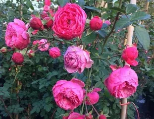 金凤凰月季的生长特点与养护技巧（探究金凤凰月季的藤本或灌木特性，科学养护月季花）2