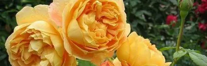 金凤凰月季的生长特点与养护技巧（探究金凤凰月季的藤本或灌木特性，科学养护月季花）3