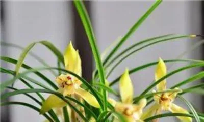 Cymbidium ensifolium Care? How to Make Cymbidium ensifolium Bloom Healthily? 1