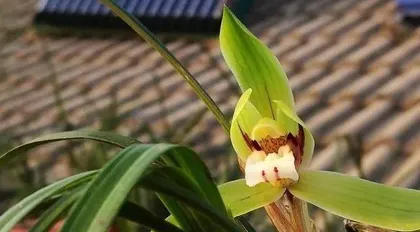 Cymbidium ensifolium Care? How to Make Cymbidium ensifolium Bloom Healthily? 2