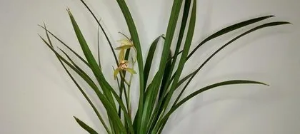 Cymbidium ensifolium Care? How to Make Cymbidium ensifolium Bloom Healthily? 3