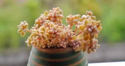 Cultivation Methods and Key Points for Growing Ji Qiuli (Easily Master the Techniques for Growing Ji Qiuli and Create a Beautiful Courtyard)0