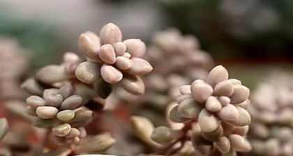 Cultivation Methods and Key Points for Growing Ji Qiuli (Easily Master the Techniques for Growing Ji Qiuli and Create a Beautiful Courtyard)2