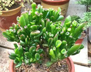 Create beautiful and wealth-bringing succulents, essential care tips! (How to grow wealth-bringing succulents well, the key to success is here!)
