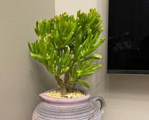 Create beautiful and wealth-bringing succulents, essential care tips! (How to grow wealth-bringing succulents well, the key to success is here!)1