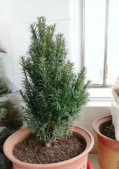 The Watering Method for红豆杉盆景 (How to Water a红豆杉盆景)0