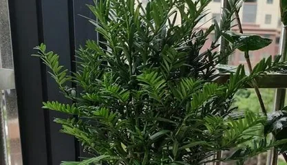 The Watering Method for红豆杉盆景 (How to Water a红豆杉盆景)1