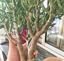 Create beautiful and wealth-bringing succulents, essential care tips! (How to grow wealth-bringing succulents well, the key to success is here!)2