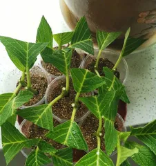 Can hydrangeas be propagated through cuttings? (Exploring the reproduction methods and techniques of hydrangeas)