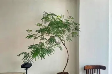 A Comprehensive Guide to Indoor Maple Tree Care (Master these tips to keep your indoor maple tree healthy and thriving)