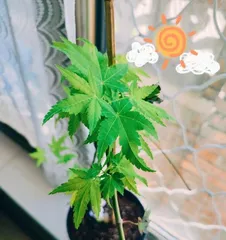A Comprehensive Guide to Indoor Maple Tree Care (Master these tips to keep your indoor maple tree healthy and thriving)2