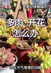 Care Methods for Succulents in Summer (Help Your Succulents Stay Healthy Through the Summer)