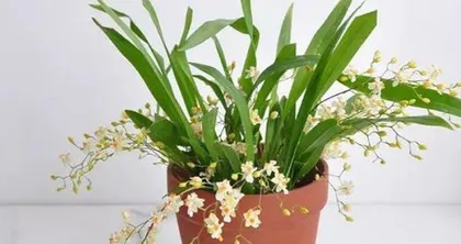 Care Tips for Orchids Indoors (Creating a Beautiful Garden, Starting at Home)