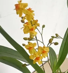 Care Tips for Orchids Indoors (Creating a Beautiful Garden, Starting at Home)1