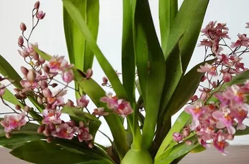 Care Tips for Orchids Indoors (Creating a Beautiful Garden, Starting at Home)2
